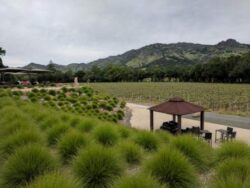 Hall Winery in St Helena California is a purveyor of amazing cabernet sauvignon.