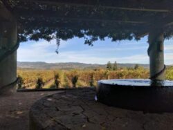 The view from the back of Heitz Cellars is beautiful.