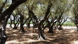 A grove of olive trees lines the front at Round Pond Vineyards in Rutherford California.