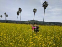 On a wine tour in Rutherford Npa Valley, girlfriends play in a field of mustard at Round Pond Vineyards.