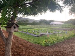 NAPA VALLEY WINE TOURS