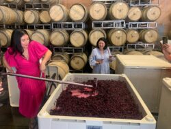 Napa valley vineyards